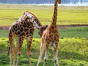 Arusha_national_park