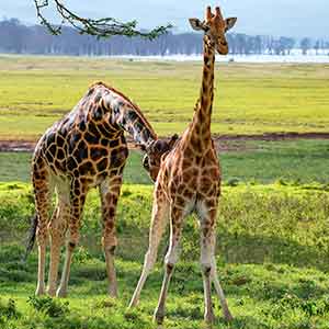 Arusha_national_park