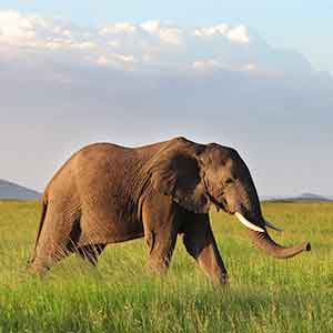serengeti_national_park